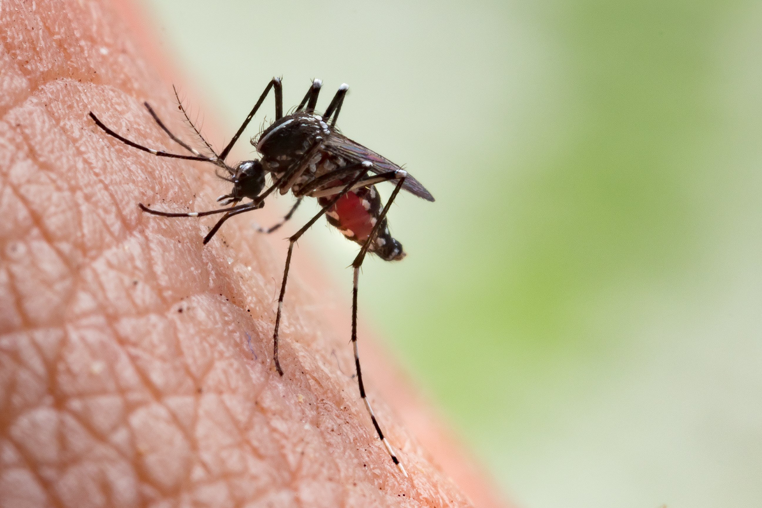 Aedes-aegypti-Mosquito